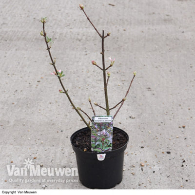 Viburnum x bodnantense Charles Lamont 9cm Potted Plant x 1