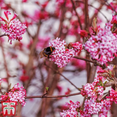 Viburnum x bodnantense Dawn 9cm Potted Plant x 1