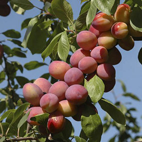 Victoria Plum Patio Fruit Tree in a 5L Pot 80-100cm Tall Grow Your Own Fruit Ready to Plant in Gardens