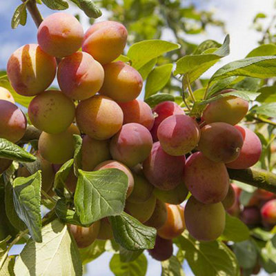 Big Juicy Victoria Plum Tree 4ft Tall In 6L Pot, Ready to Fruit, Self Fertile main image 1