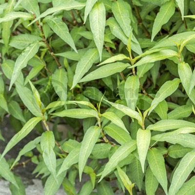 Vietnamese Coriander (10-20cm Height Including Pot) Garden Plant - Edible Perennial, Compact Size