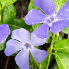 Vinca Bowles Garden Plant - Lavender Periwinkle Flowers, Evergreen Ground Cover (10-20cm Height Including Pot)