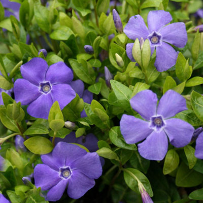 Periwinkle Plant - Vinca Minor. (150 bare root hotsell plants) Walk on Ground Cover