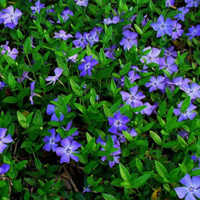 Vinca Minor Garden Plant - Small Periwinkle Flowers, Evergreen Ground Cover (15-25cm Height Including Pot)