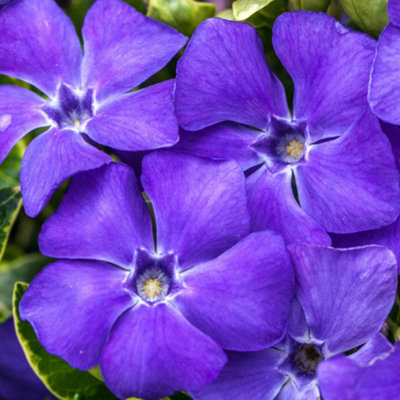 Vinca Minor Ralph Shugert - Variegated Leaves, Low-growing Ground Cover 