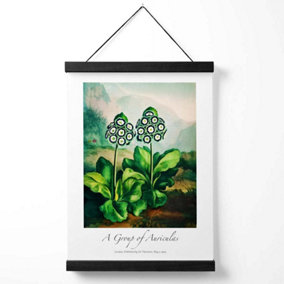 Vintage Floral Exhibition -  Auricula Flowers Medium Poster with Black Hanger