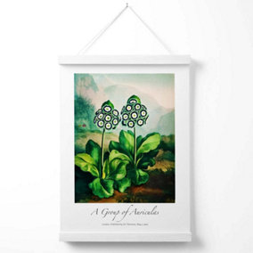 Vintage Floral Exhibition -  Auricula Flowers Poster with Hanger / 33cm / White