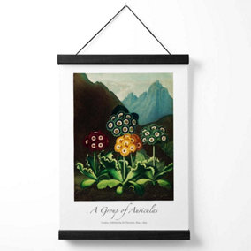 Vintage Floral Exhibition -  Colourful Auricula Flowers Medium Poster with Black Hanger