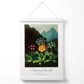 Vintage Floral Exhibition -  Colourful Auricula Flowers Poster with Hanger / 33cm / White