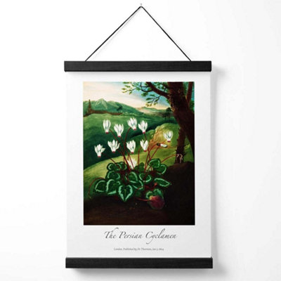 Vintage Floral Exhibition -  Cyclamen Flowers Medium Poster with Black Hanger