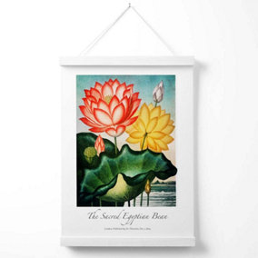 Vintage Floral Exhibition -  Egyptian Bean Flower Poster with Hanger / 33cm / White