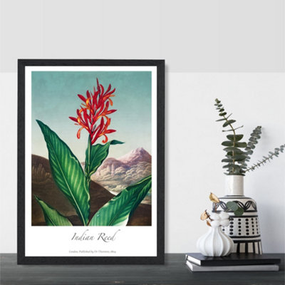 Vintage Floral Exhibition - Indian Reed Art Print with Black Frame SIZE: A4