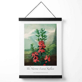 Vintage Floral Exhibition -  Kalmia Flowers Medium Poster with Black Hanger
