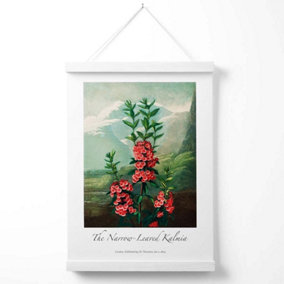 Vintage Floral Exhibition -  Kalmia Flowers Poster with Hanger / 33cm / White