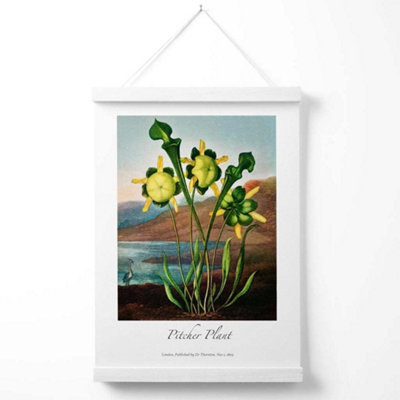 Vintage Floral Exhibition -  Pitcher Plant Poster with Hanger / 33cm / White