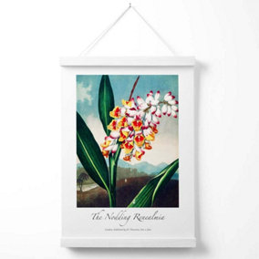 Vintage Floral Exhibition -  Renealmia Flower Poster with Hanger / 33cm / White