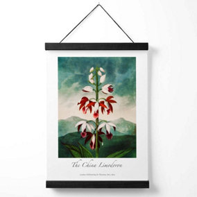 Vintage Floral Exhibition -  The China Limodoron Medium Poster with Black Hanger