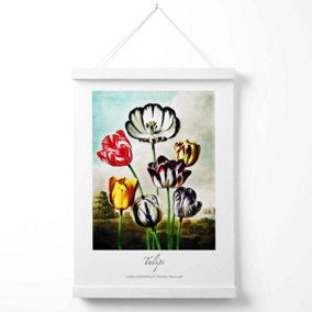 Vintage Floral Exhibition -  Tulip Flowers Poster with Hanger / 33cm / White