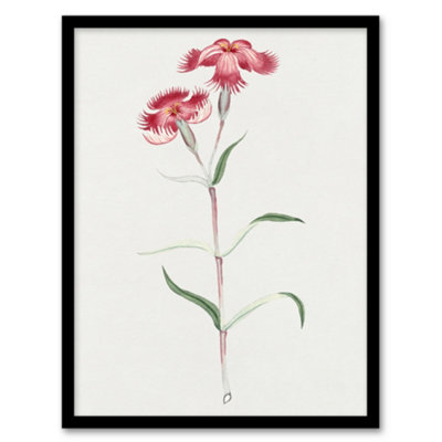 Vintage Japan Botanical Framed Wall Art Print Nadeshiko Flower - A3 Size