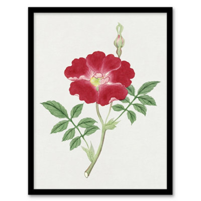 Vintage Japan Botanical Framed Wall Art Print Red Flower - A3 Size