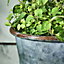 Vintage Style Effect Weathered Effect Galvanised Trough Planter Flower Pot Embossed Dolly Tub Outdoor Garden Planter
