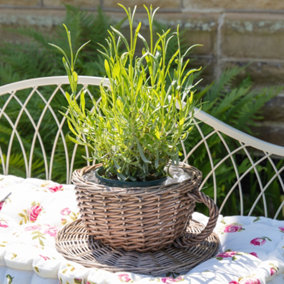 Vintage Wicker Antique Wash Tea Cup Basket Indoor Outdoor Garden Planter Pot