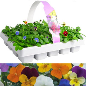 Viola 20 Pack - Large Plants in a Mix of Colours - Great Value Viola Plants