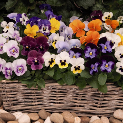 Viola Autumn Jewels Mixed 30 Garden Ready Plants - 3