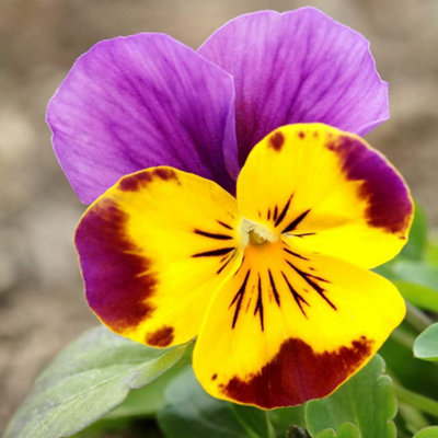 Viola Autumn Jewels Mixed 30 Garden Ready Plants - 4