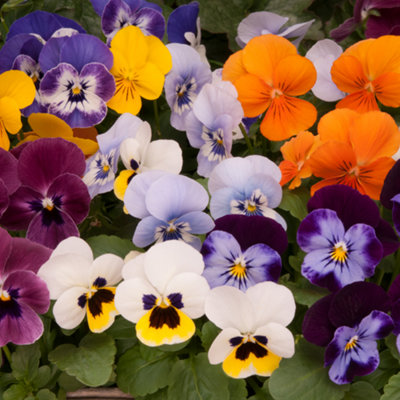 Viola Autumn Mix Bedding Plants - Seasonal Beauty (10 Pack)