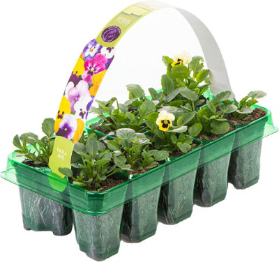 Viola Autumn Mix Bedding Plants - Seasonal Beauty (10 Pack)