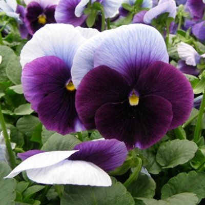 Viola Beaconsfield Bedding Plants - Delicate Blooms (10 Pack)