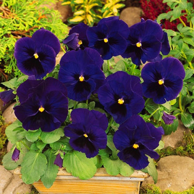 Viola Blue Blotch Bedding Plants - Artistic Blooms (10 Pack)