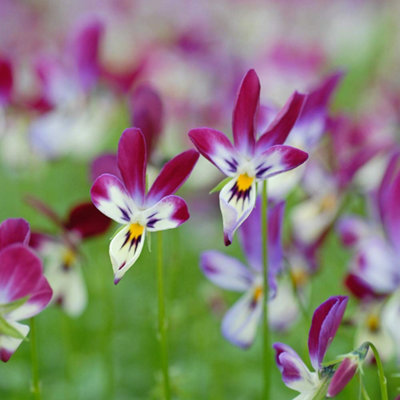 Viola Bunny Ears 1 PostiPlug Plant
