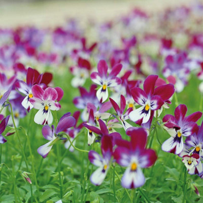 Viola Bunny Ears 1 PostiPlug Plant - 3