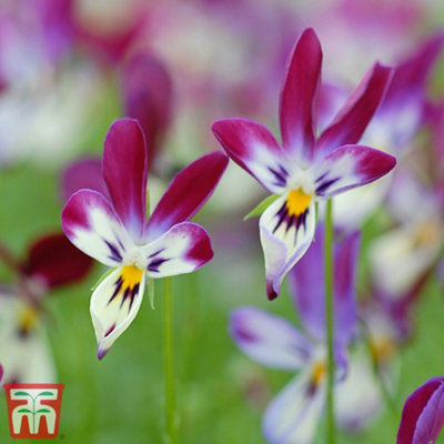 Viola Bunny Ears 10 Plug Plants