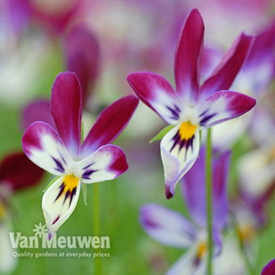 Viola Bunny Ears 5 Plug Plants