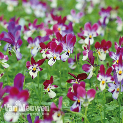 Viola Bunny Ears 5 Plug Plants