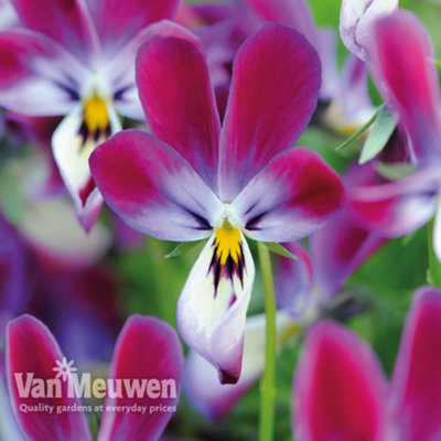 Viola Bunny Ears 5 Plug Plants - 3