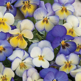 Viola Cool Summer Breeze - Takii Mixed 1 Packet (50 Seeds)