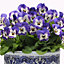 Viola Delft Blue Bedding Plants - Classic Beauty (10 Pack)