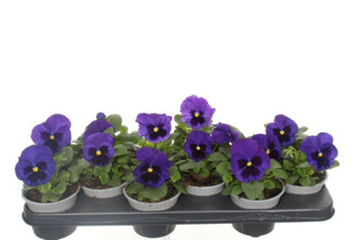 VIOLA F1 BLUE WITH BLOTCH, 11CM POT SIZE, 20CM TALL, PANSY, INDOOR  HOUSEPLANT