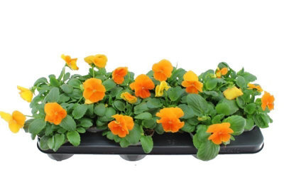 cheap extra large planters Slim Extra Large Planter By Plantatorem Matte Black / Set of 3 main image 1