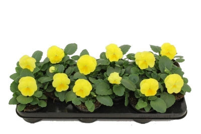 viola-f1-pure-lemon-11cm-pot-size-20cm-tall-pansy