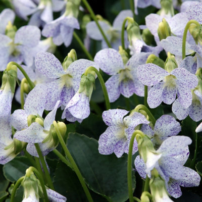 Viola Freckles - Set of 3 in 9cm pots