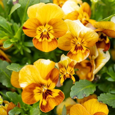 Viola Honeybee Golden Yellow Flowering Garden Ready Hardy Bedding Plants 10 Pack