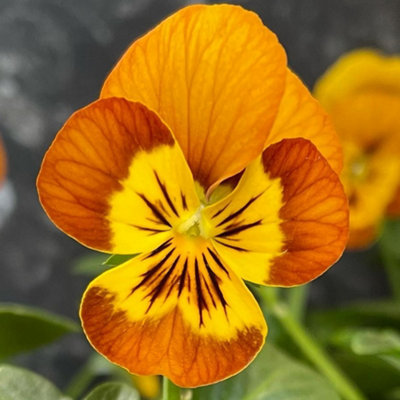 Viola Honeybee Golden Yellow Flowering Garden Ready Hardy Bedding Plants 10 Pack