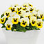 Viola Lemon Ice Blotch Bedding Plants - Refreshing Blooms (10 Pack)