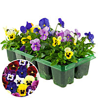 Viola Mix Bedding Plants - Colorful Blend (10 Pack)