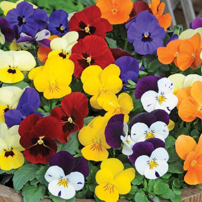 Viola Mix Bedding Plants - Colorful Blend (10 Pack)